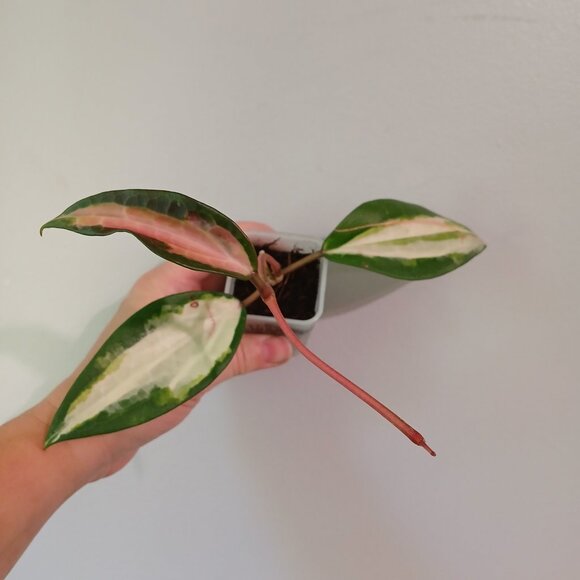 Hoya Latifolia Queensy - Picture 1 of 2